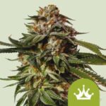 RQS Special Queen 1 Auto