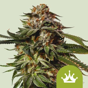 RQS Special Queen 1 Auto