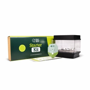 RQS Starterset Autoflower