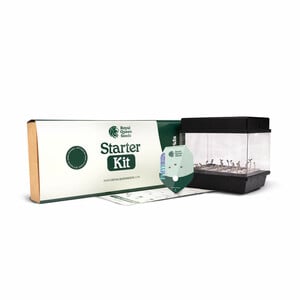 RQS Starterset F1-Hybride Grow-Set von Royal Queen Seeds