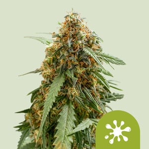 RQS Sticky Queen Auto