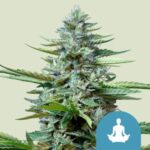 RQS Stress Killer Automatic CBD