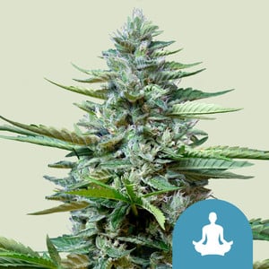 RQS Stress Killer Automatic CBD