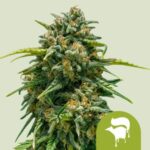 RQS Sweet Skunk Auto