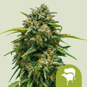 RQS Sweet Skunk Auto