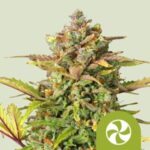 RQS Sweet ZZ Auto