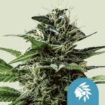 RQS Tatanka Pure CBD