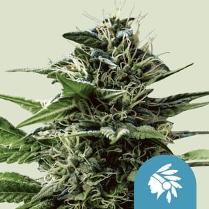 RQS Tatanka Pure CBD