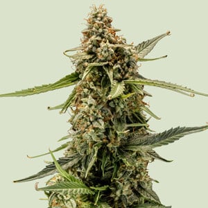 RQS Titan F1 Cannabis Samen