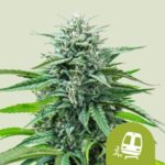 RQS Trainwreck Auto
