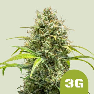 RQS Triple G Auto