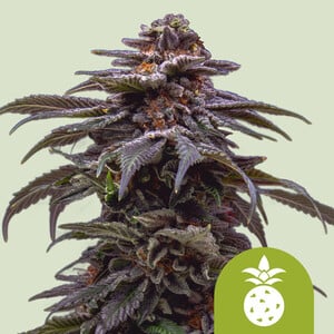 RQS Tropicana Cookies Purple Auto