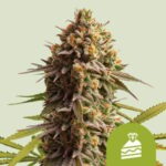 RQS Wedding Cake Auto