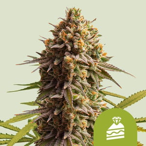 RQS Wedding Cake Auto Autoflowering Cannabis Samen