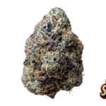Fast Buds Gary Sherbet Hanfsamen