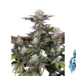 Fast Buds Frostbanger Auto Hanfsamen