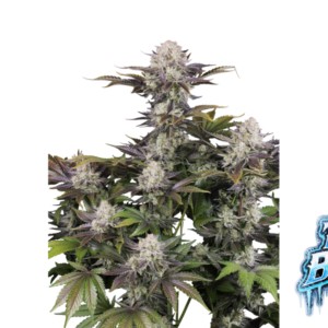 Fast Buds Frostbanger Auto Hanfsamen