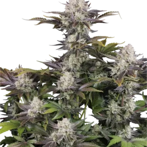 Fast Buds Frostbanger Auto Hanfsamen