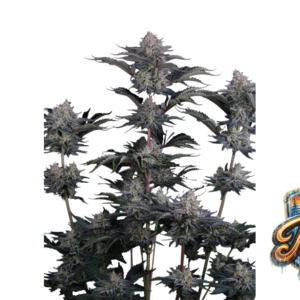 Fast Buds Mendo Frost Auto Hanfsamen