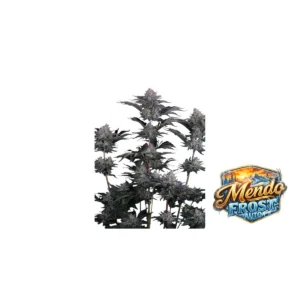 Fast Buds Mendo Frost Auto Hanfsamen