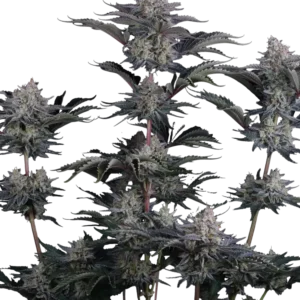 Fast Buds Mendo Frost Auto Hanfsamen