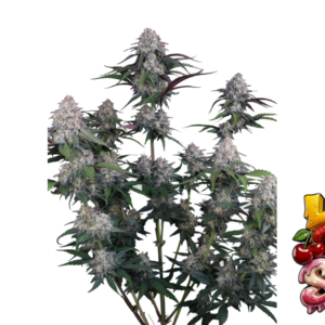 Fast Buds Lemon Cherry Sundae Auto Hanfsamen