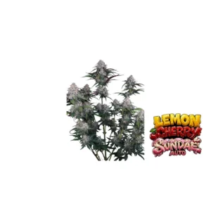 Fast Buds Lemon Cherry Sundae Auto Hanfsamen