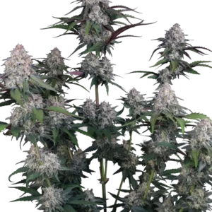 Fast Buds Lemon Cherry Sundae Auto Hanfsamen