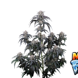 Fast Buds Mango Frost Auto Hanfsamen