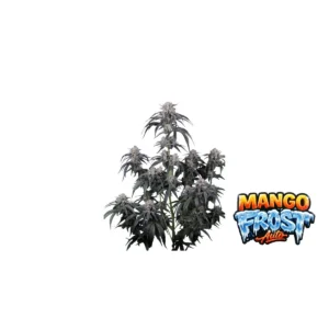 Fast Buds Mango Frost Auto Hanfsamen
