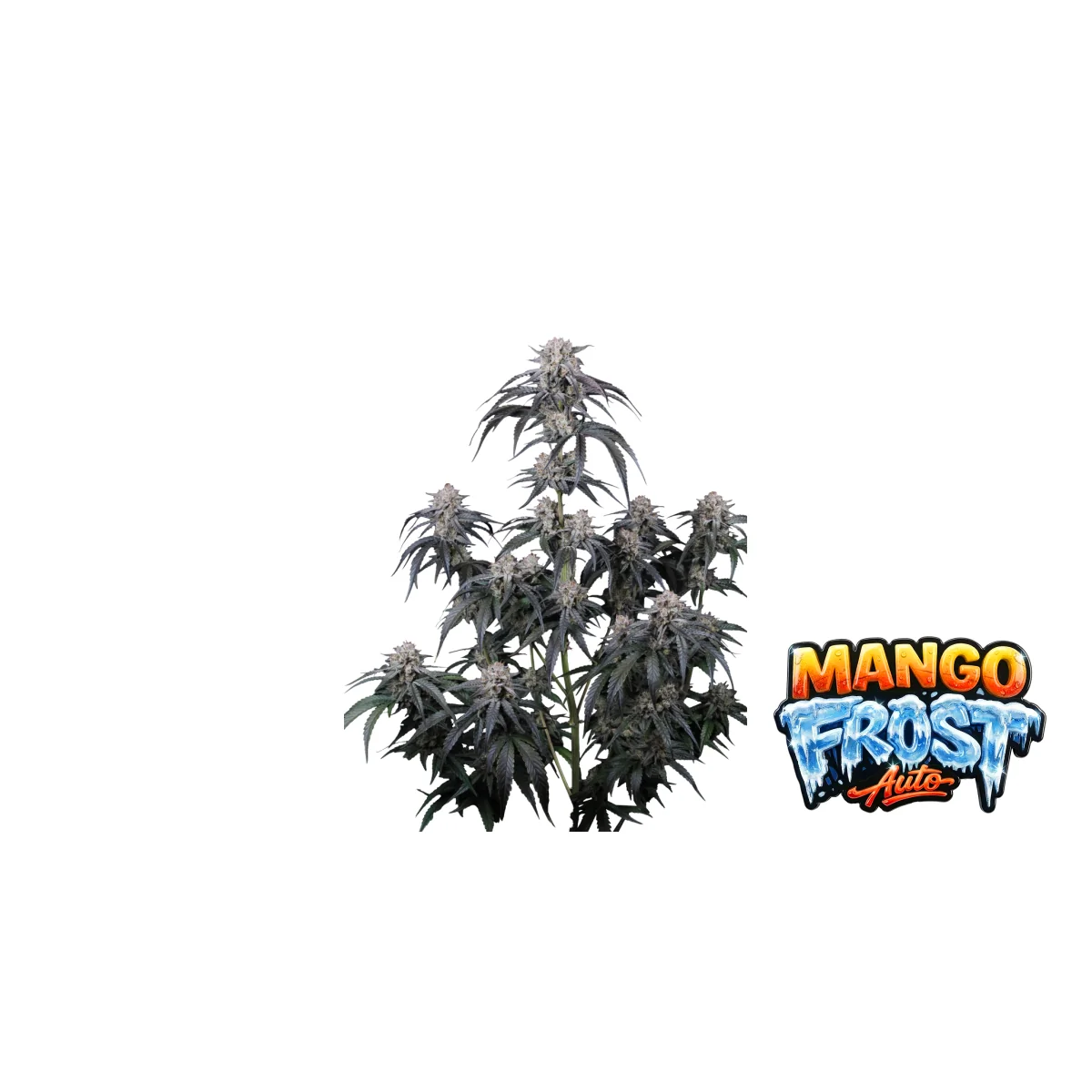 Fast Buds Mango Frost Auto Hanfsamen