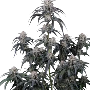 Fast Buds Mango Frost Auto Hanfsamen