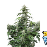 Fast Buds Banana Frost Auto Hanfsamen