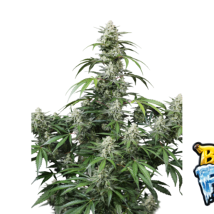 Fast Buds Banana Frost Auto Hanfsamen