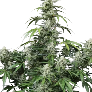 Fast Buds Banana Frost Auto Hanfsamen