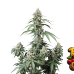 Fast Buds Banana Cherry Cookies Auto Hanfsamen