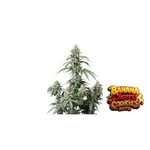 Fast Buds Banana Cherry Cookies Auto Hanfsamen