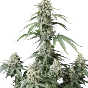 Fast Buds Banana Cherry Cookies Auto Hanfsamen