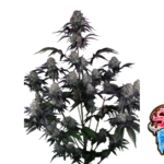Fast Buds Sundae Frost Auto Hanfsamen