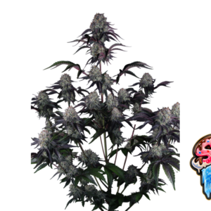 Fast Buds Sundae Frost Auto Hanfsamen