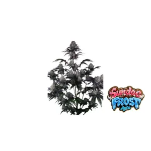 Fast Buds Sundae Frost Auto Hanfsamen