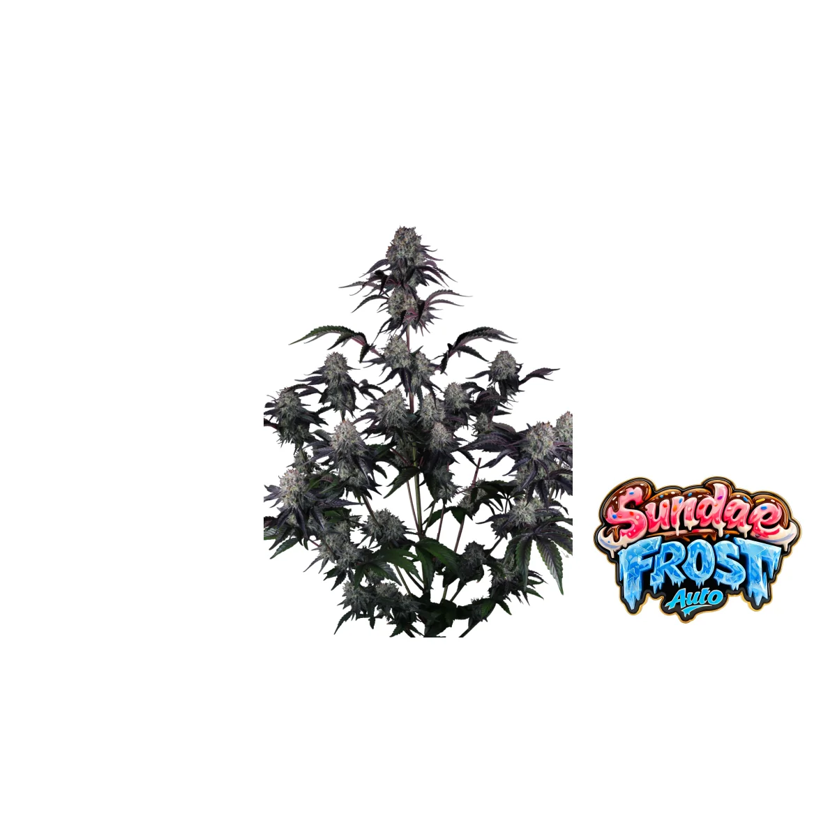 Fast Buds Sundae Frost Auto Hanfsamen