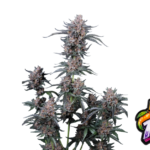 Fast Buds Mango Cherry Runtz Auto Hanfsamen