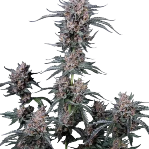 Fast Buds Mango Cherry Runtz Auto Hanfsamen