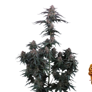Fast Buds Mendo Cherry Cookies Auto Hanfsamen
