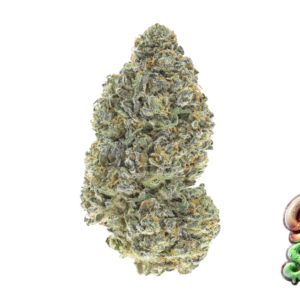 Fast Buds Garlic Mint Sherbet Hanfsamen