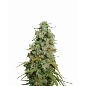 Nirvana Seeds Hawaii Maui Waui feminisiert