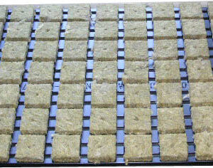 Steinwollwürfel im Tray 4x4cm 77 Stück