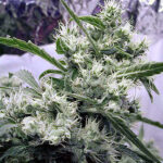 Serious Seeds AK47 regulär