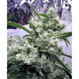 Serious Seeds AK47 regulär